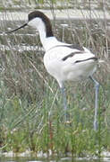 Avocette élégante