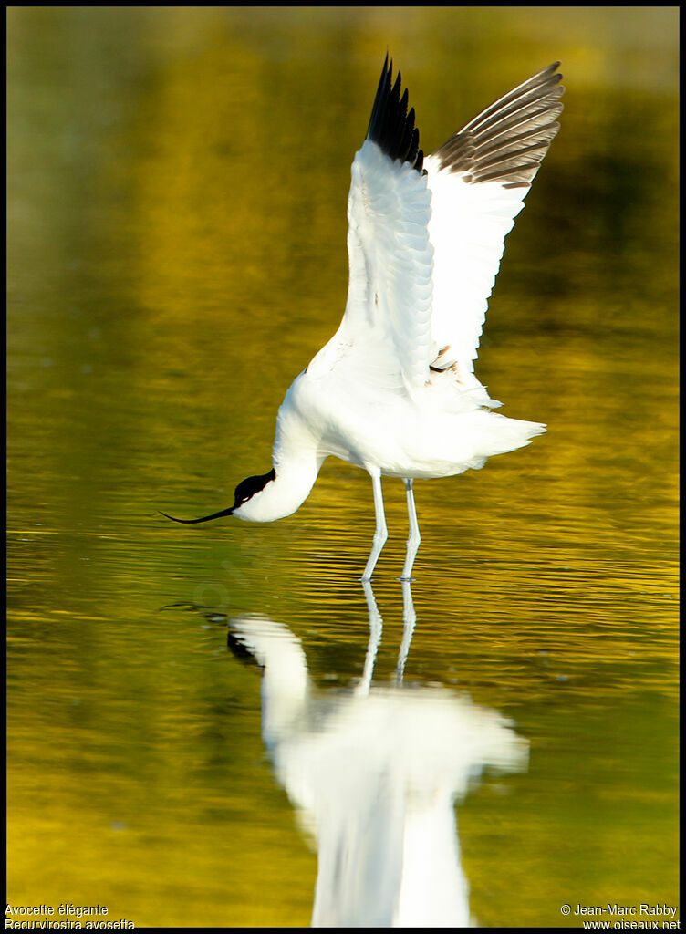 Avocette élégante, identification, Comportement