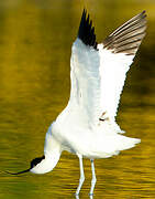 Pied Avocet