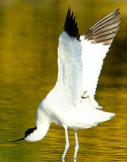 Avocette élégante