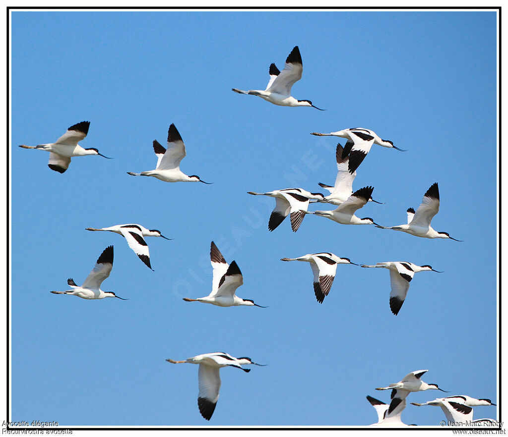 Avocette élégante, Vol