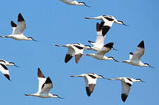 Avocette élégante