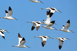 Pied Avocet