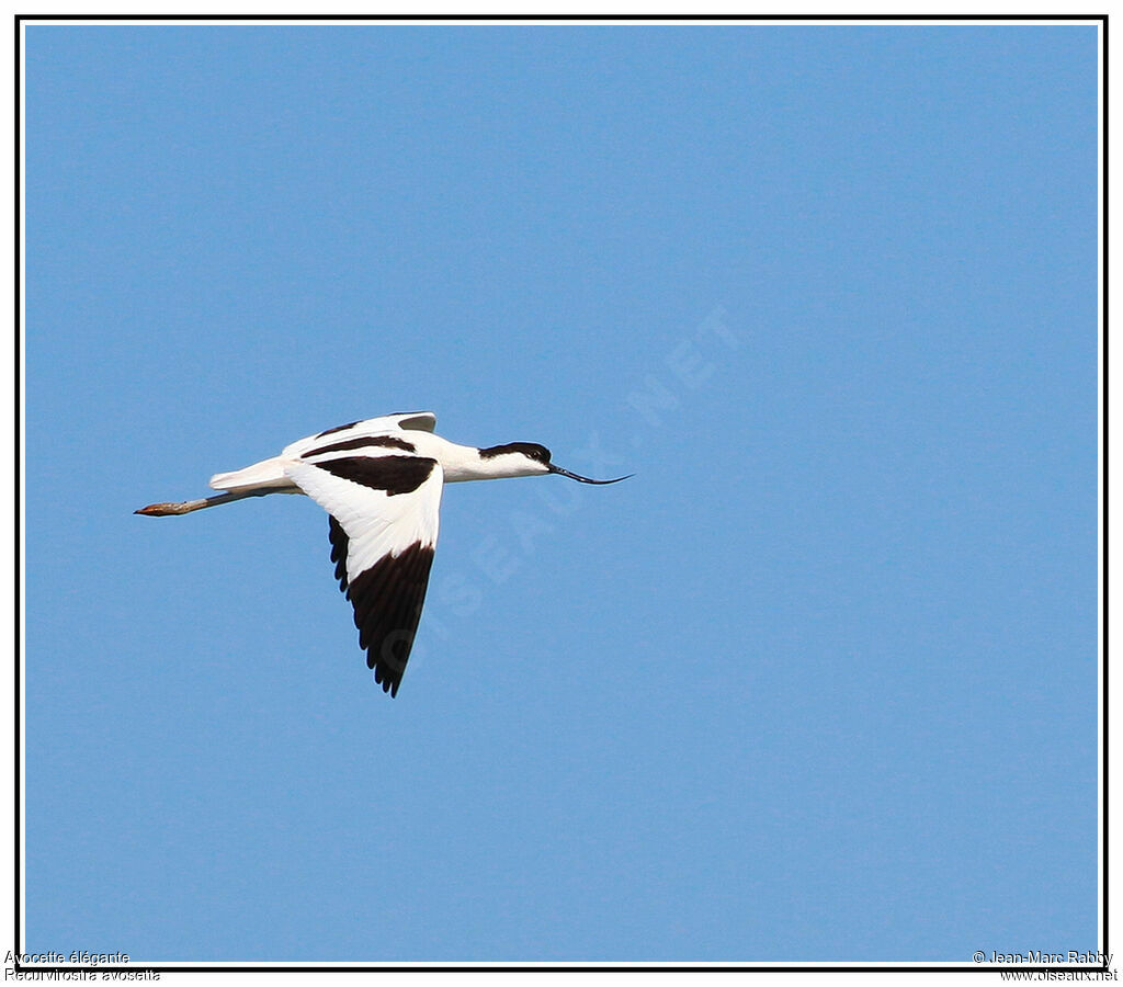 Pied Avocet, Flight