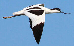 Avocette élégante