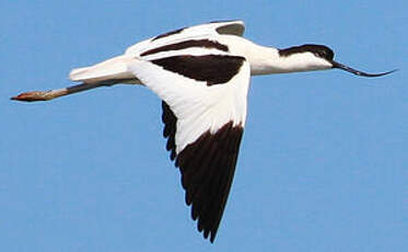 Avocette élégante