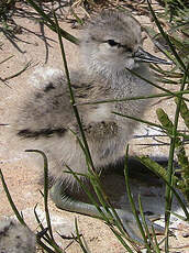 Avocette élégante