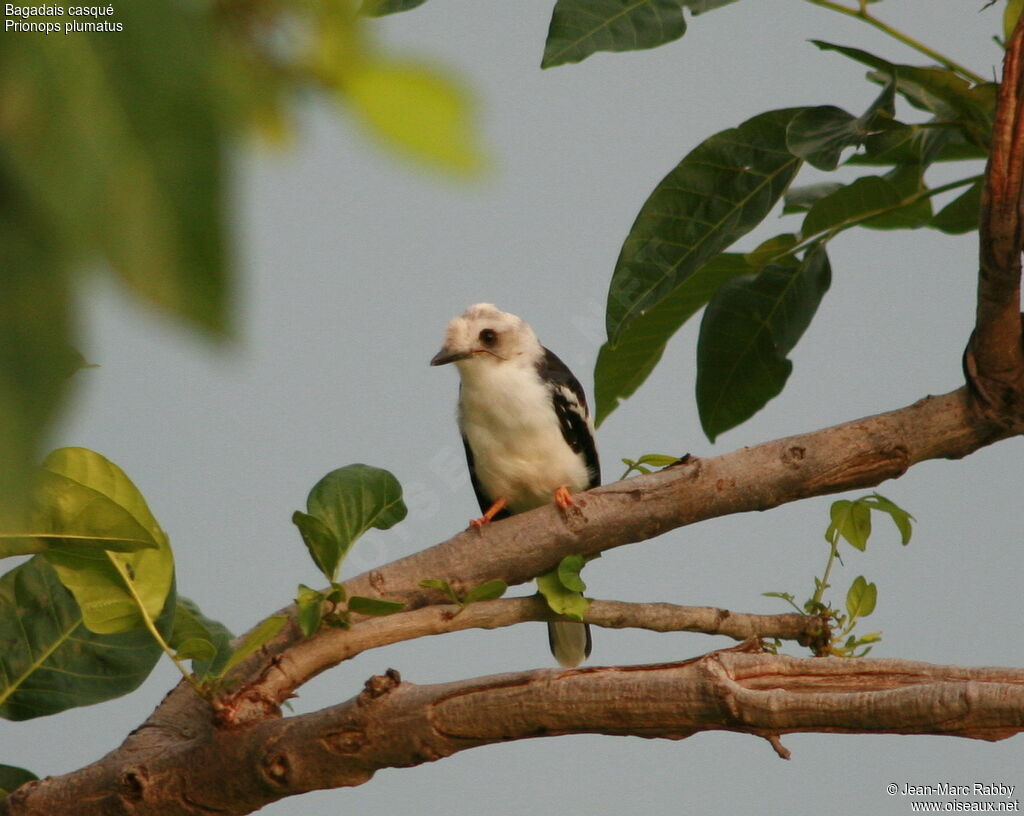 White-crested Helmetshrike