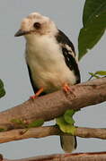 White-crested Helmetshrike