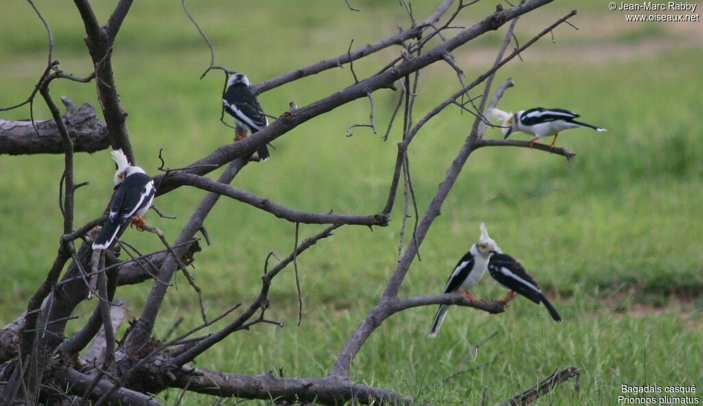 White-crested Helmetshrike 