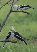 White-crested Helmetshrike