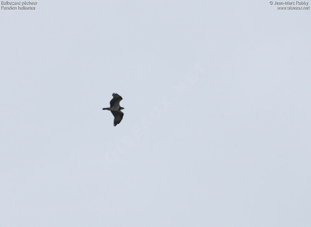 Western Osprey, Flight