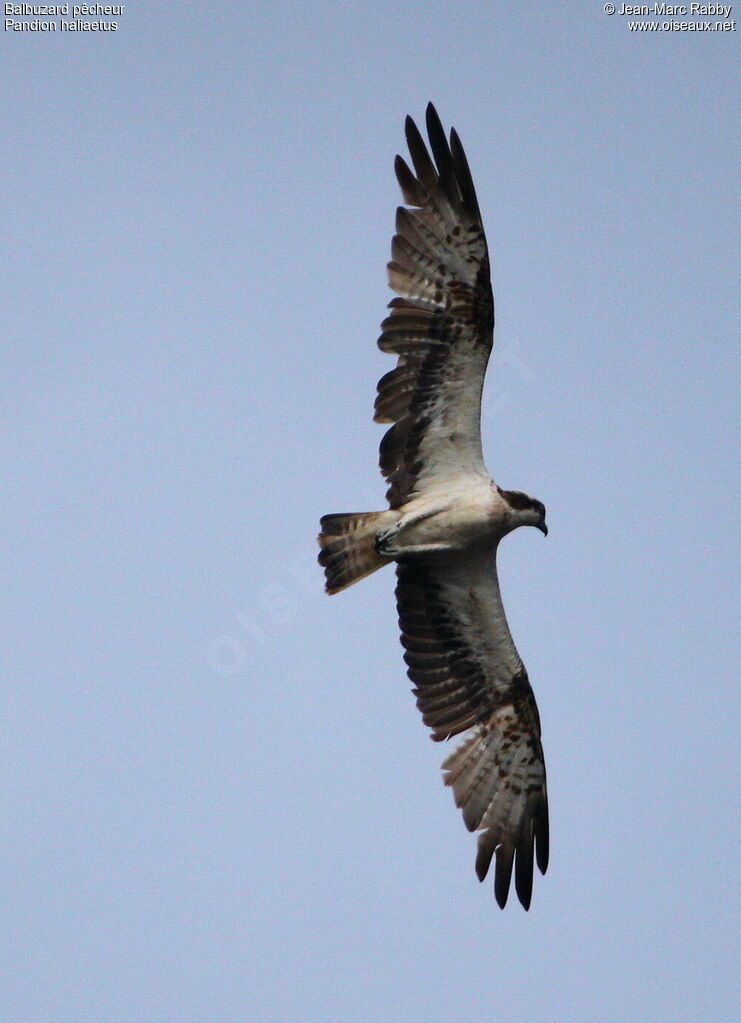 Western Osprey, Flight