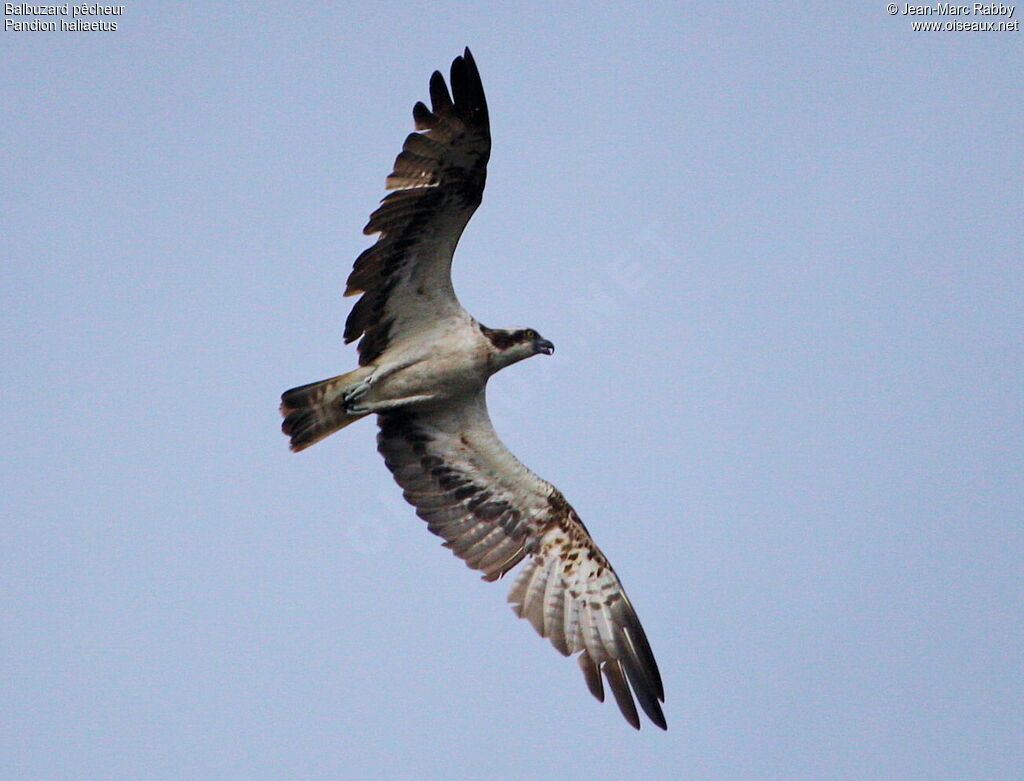 Western Osprey, Flight