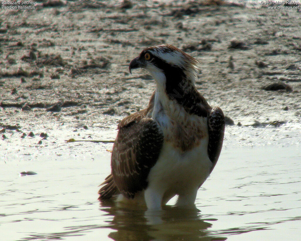 Western Osprey, identification