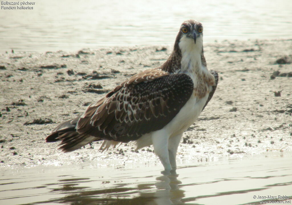 Western Osprey