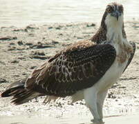 Osprey