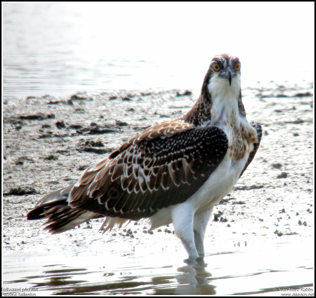 Western Osprey, identification