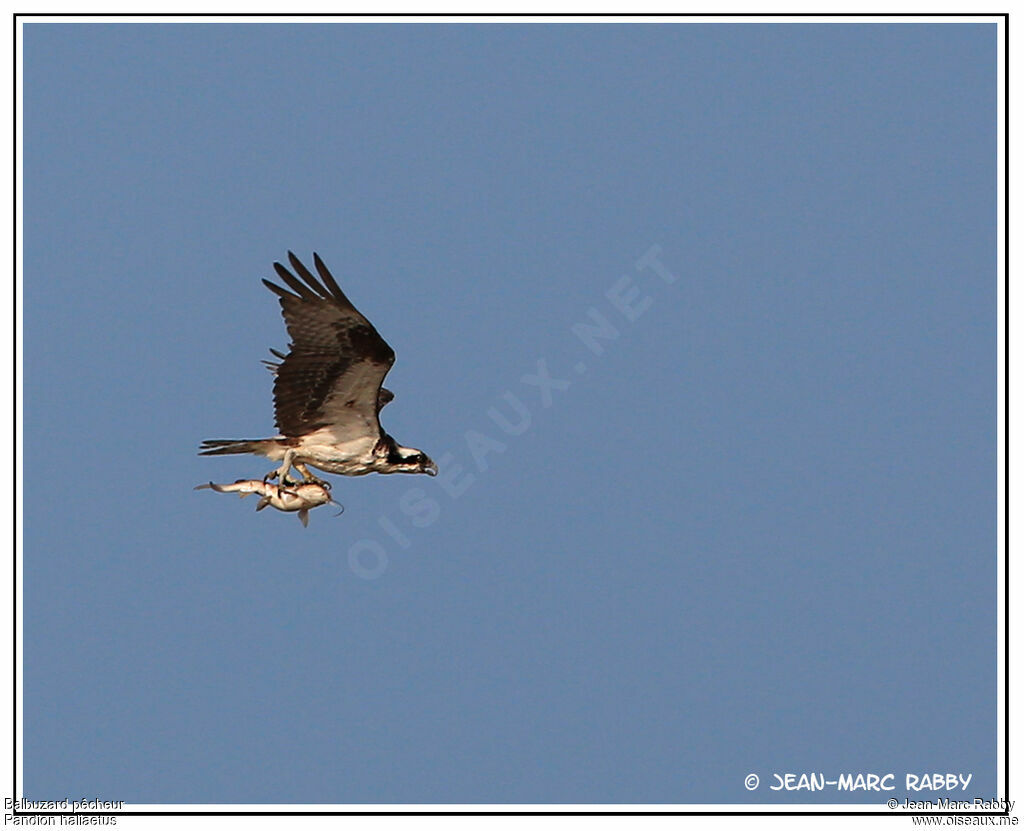 Osprey, identification, Flight, Behaviour