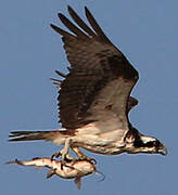 Osprey