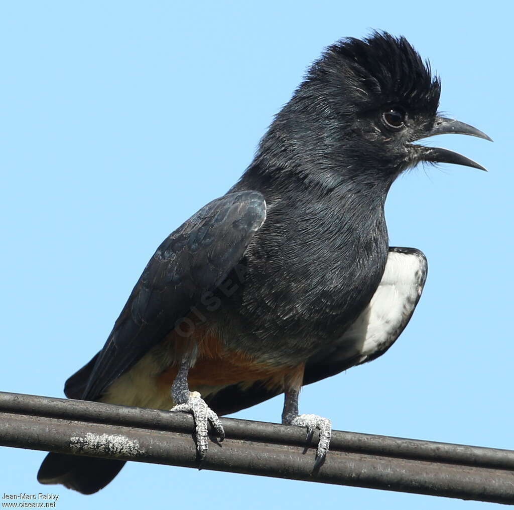 Swallow-winged Puffbirdadult, identification