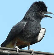 Swallow-winged Puffbird