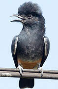 Swallow-winged Puffbird