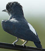 Swallow-winged Puffbird