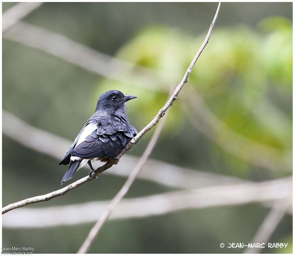 Swallow-winged Puffbirdadult, pigmentation