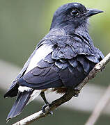 Swallow-winged Puffbird