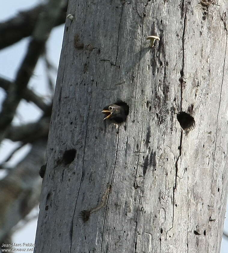 Grey-throated Barbet, habitat, Reproduction-nesting