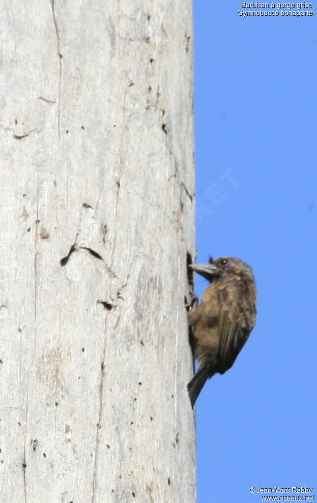 Grey-throated Barbet