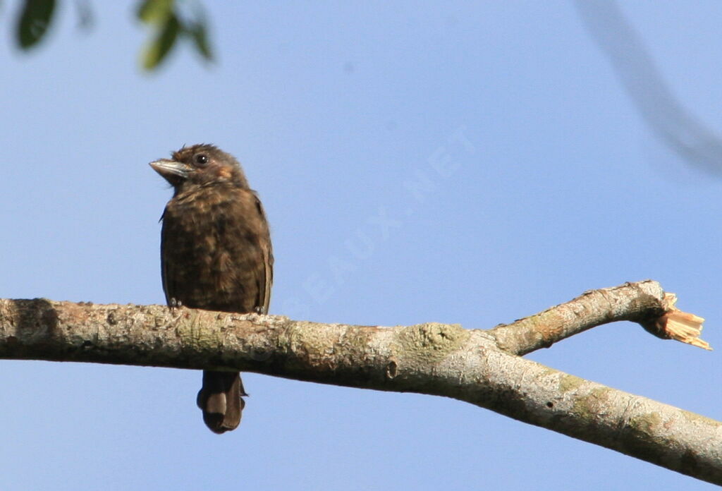 Grey-throated Barbetimmature, pigmentation