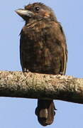 Grey-throated Barbet