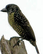 Hairy-breasted Barbet