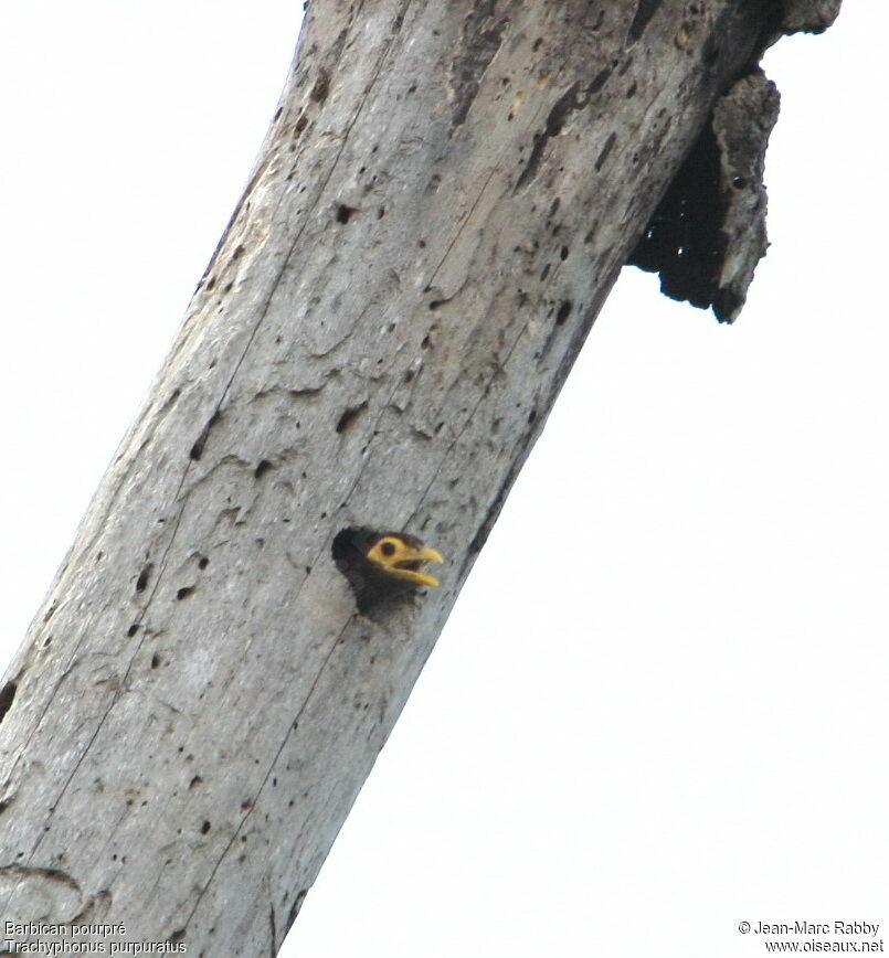 Yellow-billed Barbet