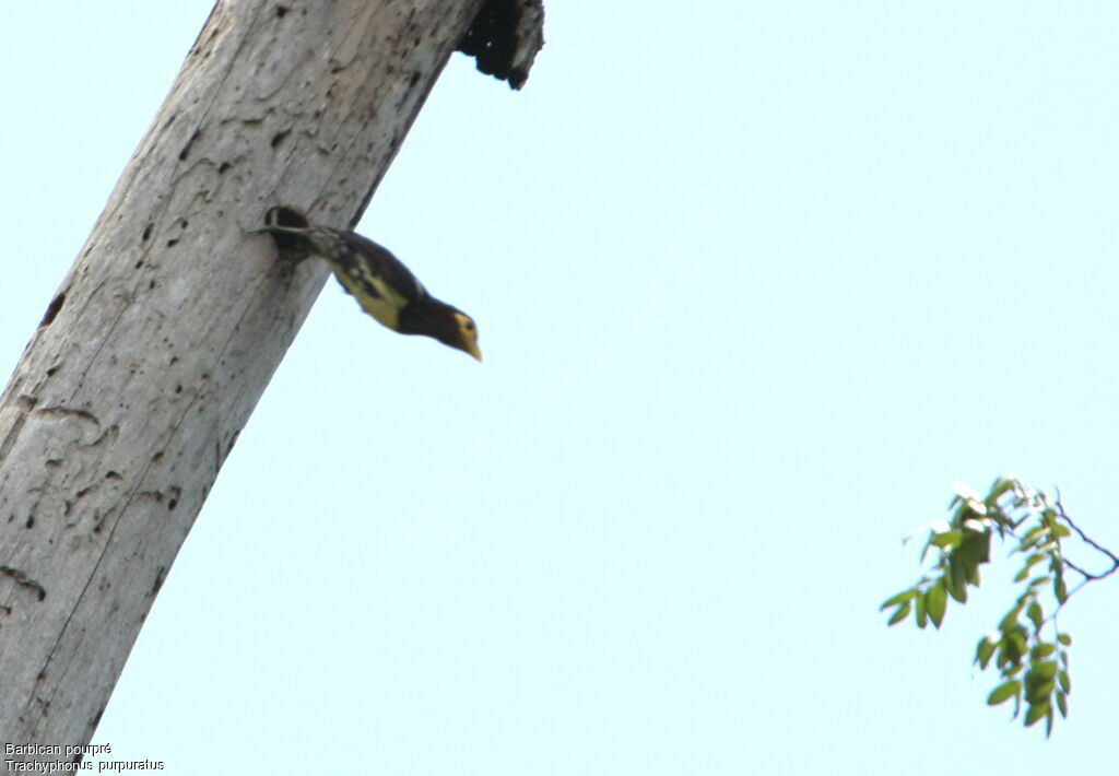 Yellow-billed Barbet