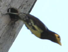 Yellow-billed Barbet