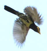 Yellow-billed Barbet