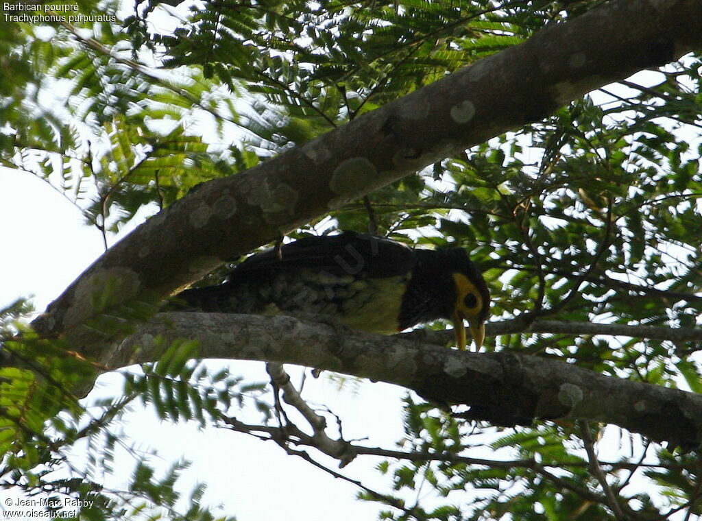 Yellow-billed Barbet