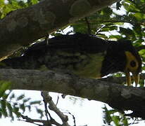 Yellow-billed Barbet