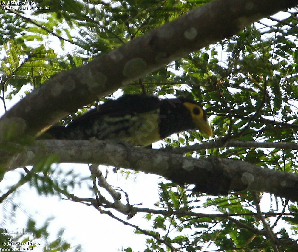 Yellow-billed Barbet