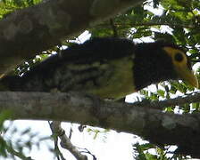 Yellow-billed Barbet