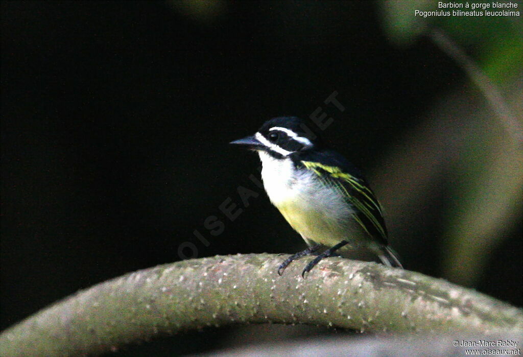 Yellow-rumped Tinkerbird (leucolaimus)