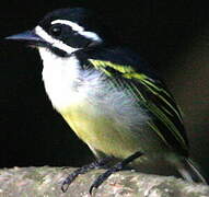 Yellow-rumped Tinkerbird (leucolaimus)