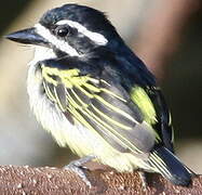 Yellow-rumped Tinkerbird (leucolaimus)