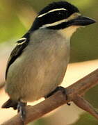 Yellow-rumped Tinkerbird (leucolaimus)