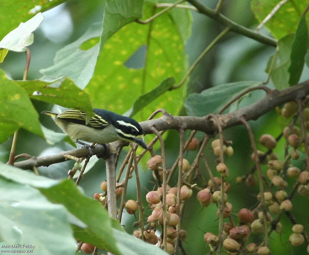 Yellow-throated Tinkerbird, identification