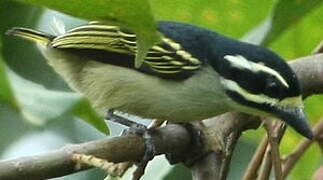 Yellow-throated Tinkerbird