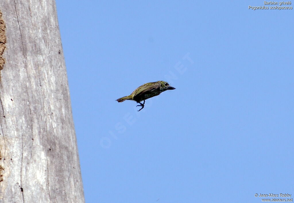 Speckled Tinkerbird, Flight